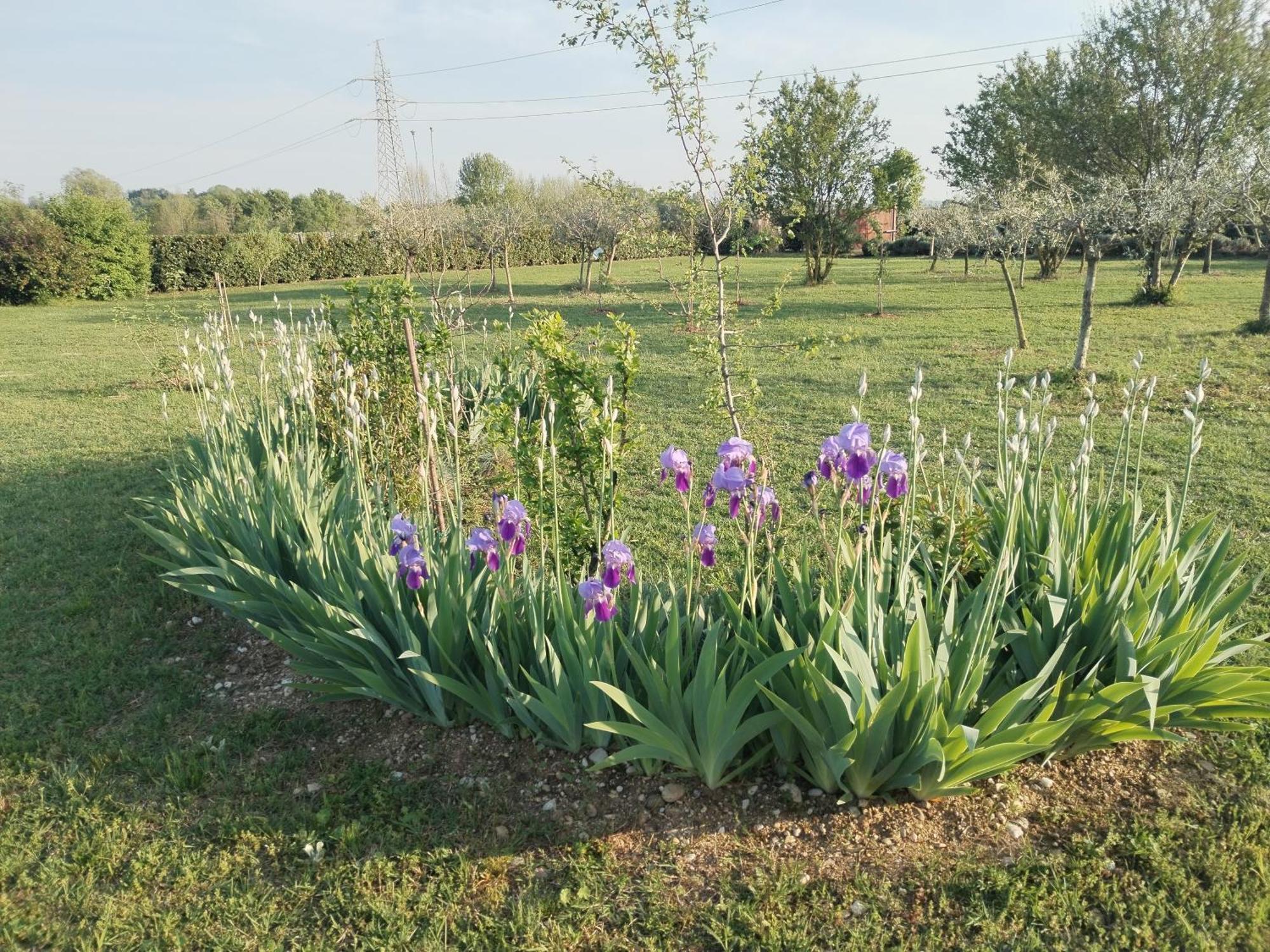 Ca' Blanca Bed & Breakfast Castelnuovo del Garda Exterior photo